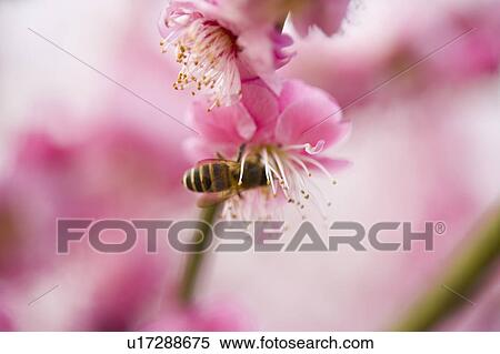"Shanghai, Plum flower, Honey Bee, Flower" View Large Photo Image Stock Photography - "Shanghai, Plum flower, Honey Bee, Flower". Fotosearch