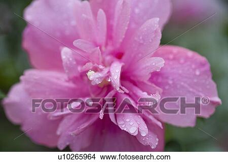 "Shanghai, Rhododendron, Flower" View Large Photo Image Picture - "Shanghai, Rhododendron, Flower". Fotosearch