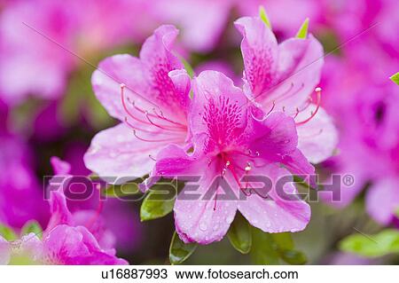 Stock Image - "Shanghai, Rhododendron, Flower". Fotosearch