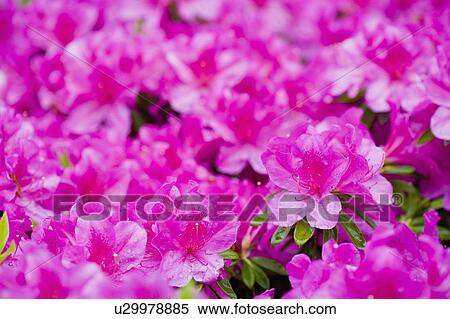 "Shanghai, Rhododendron, Flower" View Large Photo Image Stock Photography - "Shanghai, Rhododendron, Flower". Fotosearch