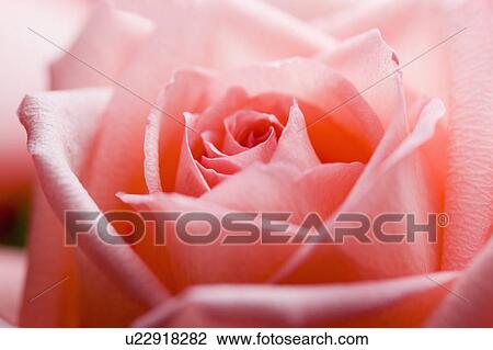 Stock Image - "Shanghai, Rose, Flower". Fotosearch