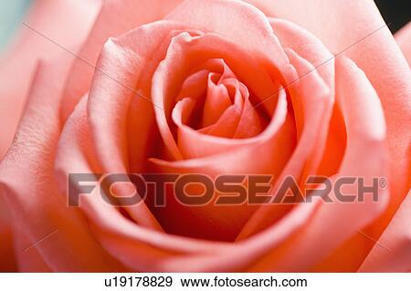 "Shanghai, Rose, Flower" View Large Photo Image Stock Photo - "Shanghai, Rose, Flower". Fotosearch