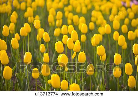 Picture - "Shanghai, Tulip, Flower". Fotosearch
