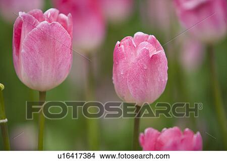 "Shanghai, Tulip, Flower" View Large Photo Image Picture - "Shanghai, Tulip, Flower". Fotosearch