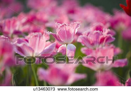 "Shanghai, Tulip, Flower" View Large Photo Image Stock Image - "Shanghai, Tulip, Flower". Fotosearch