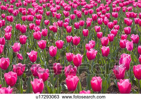 Stock Image - "Shanghai, Tulip, Flower". Fotosearch