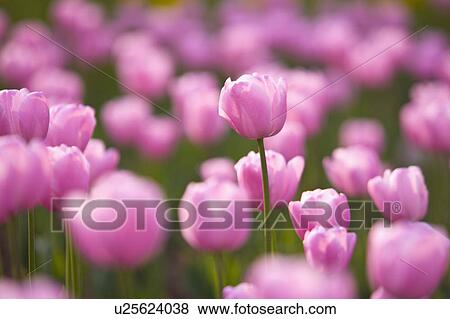 Stock Photo - "Shanghai, Tulip, Flower". Fotosearch