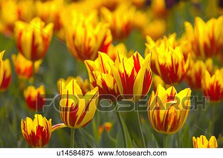 "Shanghai, Tulip, Flower" View Large Photo Image Stock Photography - "Shanghai, Tulip, Flower". Fotosearch