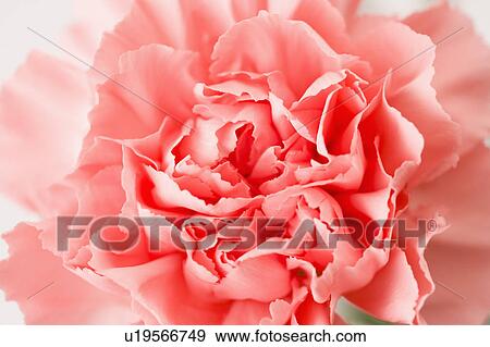 Stock Photo - "Taiwan, Taipei, Carnation, Flower". Fotosearch