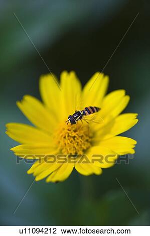 "Taiwan, Taipei, Flower" View Large Photo Image Stock Image - "Taiwan, Taipei, Flower". Fotosearch