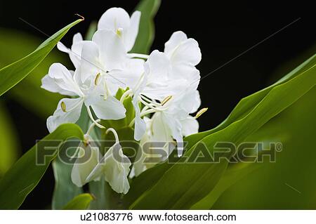 Stock Photograph - "Taiwan, Taipei, Flower". Fotosearch