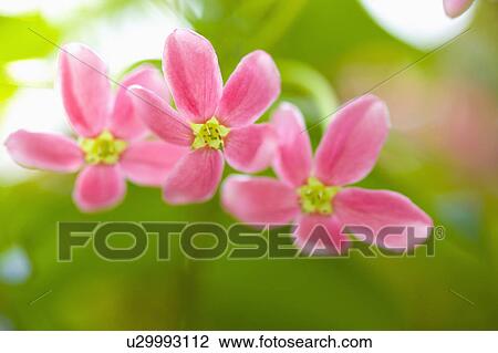 "Taiwan, Taipei, Taipei Botanical Garden, Flower" View Large Photo Image Stock Image - "Taiwan, Taipei, Taipei Botanical Garden, Flower". Fotosearch