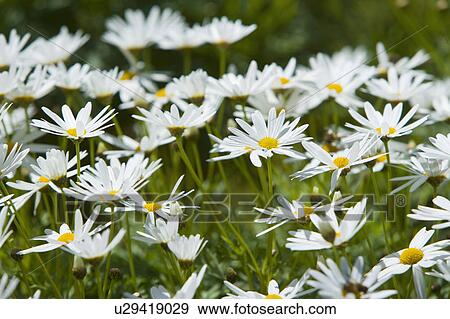 Stock Photo - "Yunnan Province, Daisy, Flower". Fotosearch