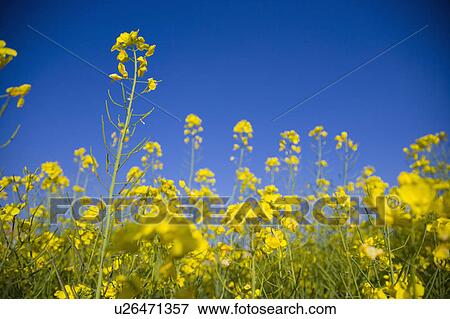 "Yunnan Province, Flower" View Large Photo Image Stock Photo - "Yunnan Province, Flower". Fotosearch