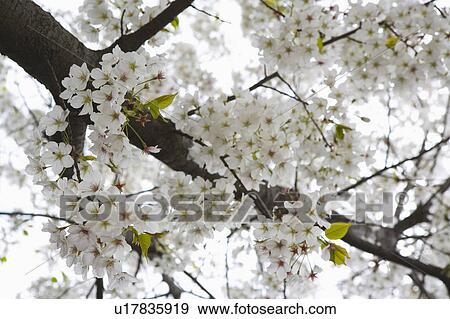 "Zhejiang Province, Hangzhou, Cherry Blossom, Flower" View Large Photo Image Stock Photo - "Zhejiang Province, Hangzhou, Cherry Blossom, Flower". Fotosearch
