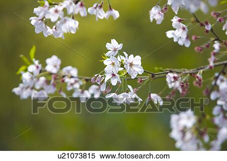 "Zhejiang Province, Hangzhou, Cherry Blossom, Flower" View Large Photo Image Stock Photography - "Zhejiang Province, Hangzhou, Cherry Blossom, Flower". Fotosearch