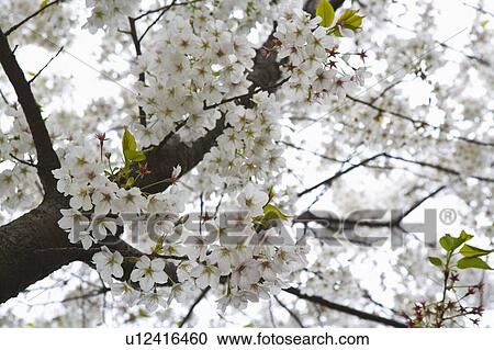 "Zhejiang Province, Hangzhou, West Lake, Cherry Blossom, Flower" View Large Photo Image Stock Image - "Zhejiang Province, Hangzhou, West Lake, Cherry Blossom, Flower". Fotosearch