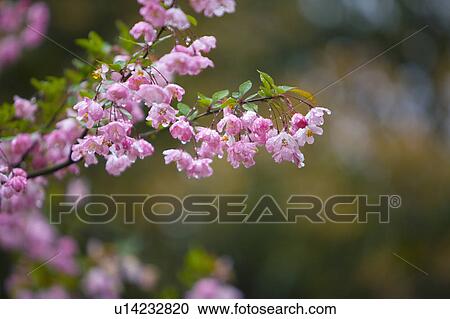 "Zhejiang Province, Hangzhou, West Lake, Peach blossom, Flower" View Large Photo Image Stock Image - "Zhejiang Province, Hangzhou, West Lake, Peach blossom, Flower". Fotosearch
