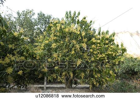 "Taiwan, Kaohsiung, Mango" View Large Photo Image Stock Photo - "Taiwan, Kaohsiung, Mango". Fotosearch