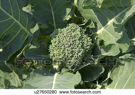 "Taiwan, Miaoli, Broccoli" View Large Photo Image Stock Image - "Taiwan, Miaoli, Broccoli". Fotosearch