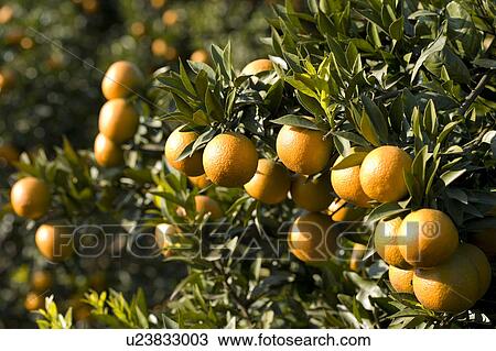 Stock Image - "Taiwan, Miaoli, Orange". Fotosearch