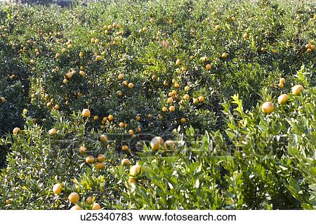 Stock Image - "Taiwan, Miaoli, Orange". Fotosearch