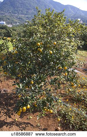 Stock Photo - "Taiwan, Miaoli, Orange Tree". Fotosearch