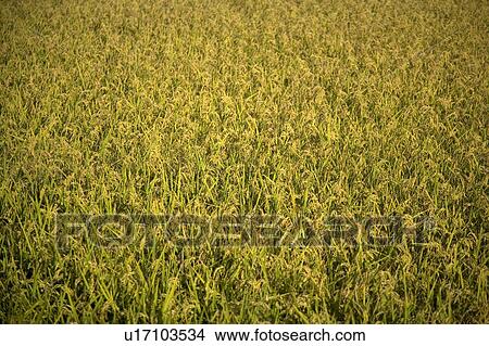 "Taiwan, Miaoli, Paddy" View Large Photo Image Picture - "Taiwan, Miaoli, Paddy". Fotosearch