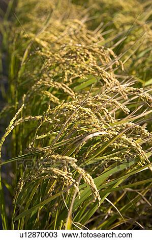 "Taiwan, Miaoli, Paddy" View Large Photo Image Stock Image - "Taiwan, Miaoli, Paddy". Fotosearch