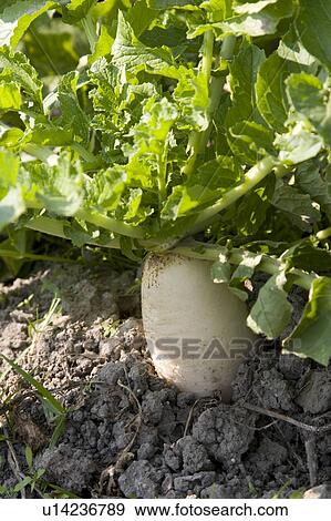 "Taiwan, Miaoli, Radish" View Large Photo Image Stock Photo - "Taiwan, Miaoli, Radish". Fotosearch
