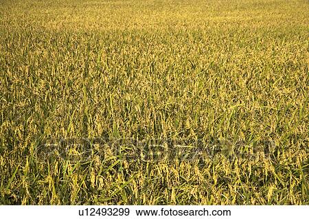 Stock Photo - "Taiwan, Miaoli, Rice Paddy". Fotosearch