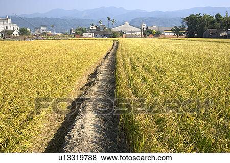 "Taiwan, Miaoli, Rice Paddy" View Large Photo Image Stock Photo - "Taiwan, Miaoli, Rice Paddy". Fotosearch