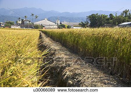 "Taiwan, Miaoli, Rice Paddy" View Large Photo Image Stock Photo - "Taiwan, Miaoli, Rice Paddy". Fotosearch