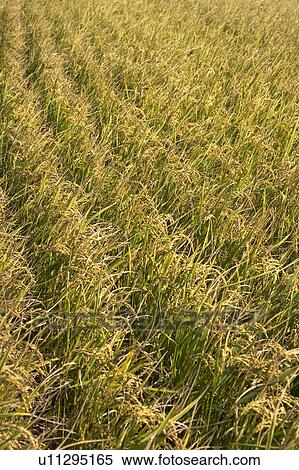 Stock Photography - "Taiwan, Miaoli, Rice Paddy". Fotosearch