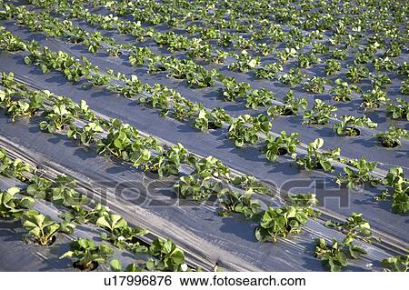 Stock Photograph - "Taiwan, Miaoli, Strawberry". Fotosearch