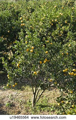 Picture - "Taiwan, Miaoli, tangerine tree". Fotosearch