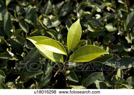 "Taiwan, Miaoli, Tea Plant" View Large Photo Image Stock Photo - "Taiwan, Miaoli, Tea Plant". Fotosearch