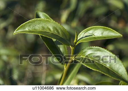 Stock Photograph - "Taiwan, Miaoli, Tea Plant". Fotosearch