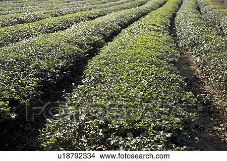 "Taiwan, Miaoli, Tea Tree" View Large Photo Image Picture - "Taiwan, Miaoli, Tea Tree". Fotosearch