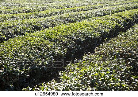 Stock Image - "Taiwan, Miaoli, Tea Tree". Fotosearch