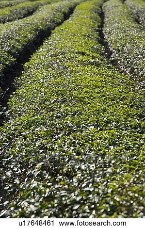 Stock Image - "Taiwan, Miaoli, Tea Tree". Fotosearch