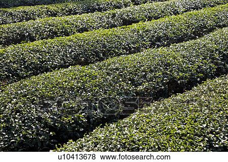 "Taiwan, Miaoli, Tea Tree" View Large Photo Image Stock Photo - "Taiwan, Miaoli, Tea Tree". Fotosearch