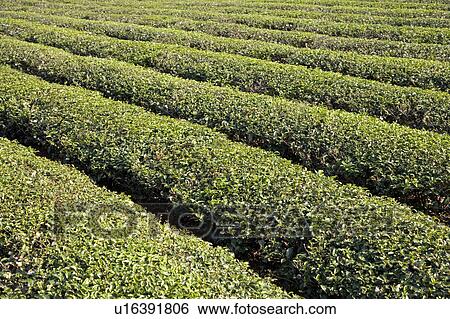 "Taiwan, Miaoli, Tea Tree" View Large Photo Image Stock Photograph - "Taiwan, Miaoli, Tea Tree". Fotosearch