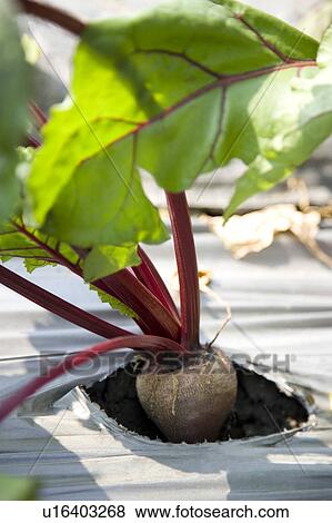 "Taiwan, Pingtung, Beet, Beetroot" View Large Photo Image Stock Photo - "Taiwan, Pingtung, Beet, Beetroot". Fotosearch