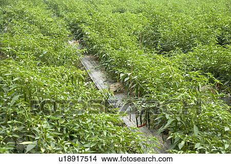 "Taiwan, Pingtung, Chili" View Large Photo Image Picture - "Taiwan, Pingtung, Chili". Fotosearch