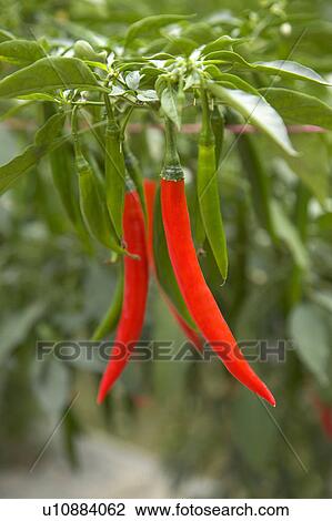 Stock Image - "Taiwan, Pingtung, Chili". Fotosearch
