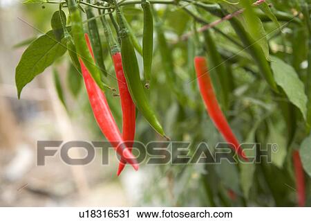 Stock Image - "Taiwan, Pingtung, Chili". Fotosearch