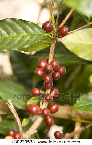 "Taiwan, Pingtung, Coffee Bean" View Large Photo Image Stock Image - "Taiwan, Pingtung, Coffee Bean". Fotosearch