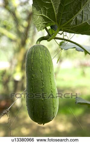 Stock Photograph - "Taiwan, Pingtung, Cucumber". Fotosearch