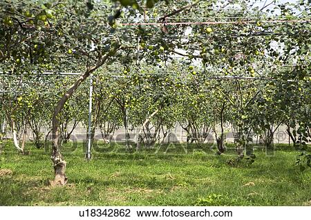"Taiwan, Pingtung, Date" View Large Photo Image Stock Image - "Taiwan, Pingtung, Date". Fotosearch
